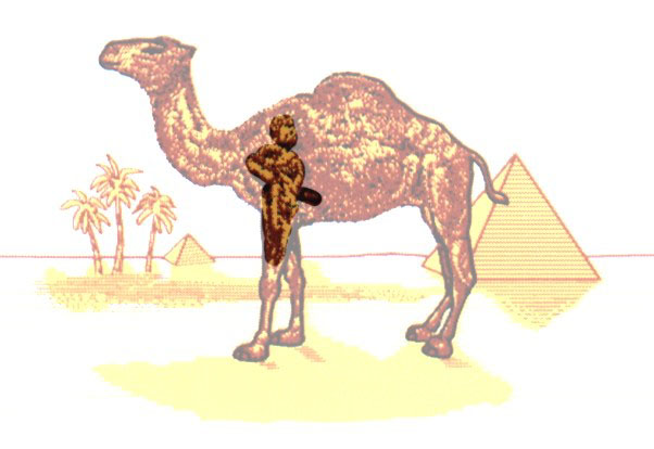 camel6